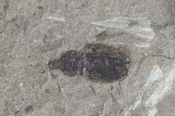 Fossil Weevil (Curculionidea)- Green River Formation, Utah #109194